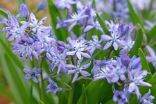 Scilla Bifolia Bulbs Early
