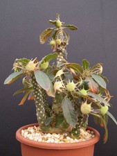 Dorstenia Foetida LAV 20542 @