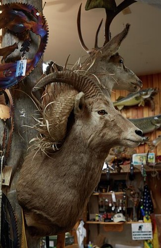 Hungry horse montana 2022 fort - horse,