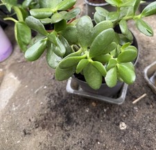 10 x 15+cm Jade Money Plant Trees Crassula Ovata Small Pot Rooted Healthy Green 