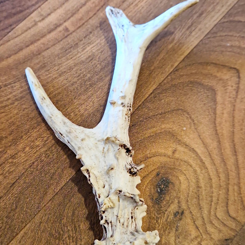 Deer antler shed horn - shed,