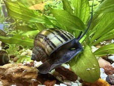 Live Freshwater Mystery