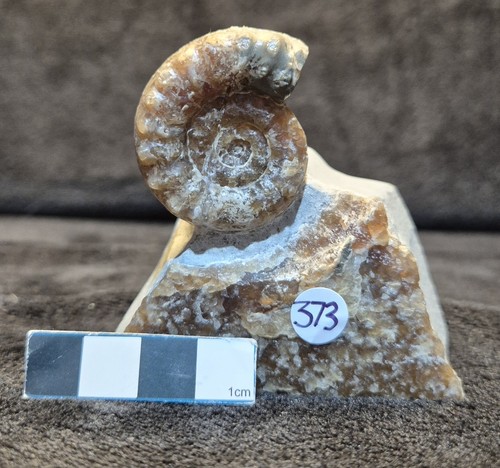Calcite ammonite - calcite,