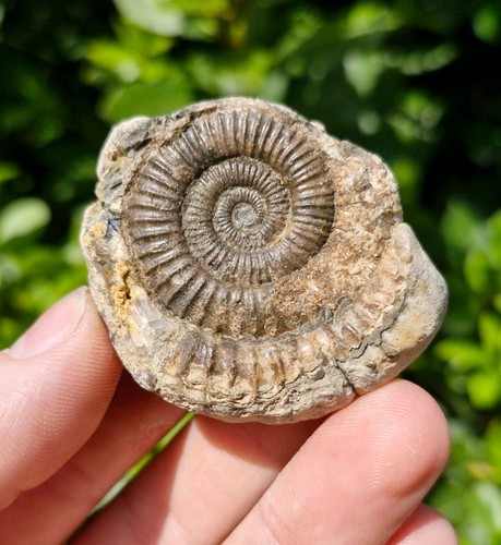Ammonite fossil whitby - fossil,