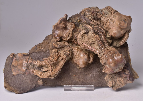 Crinoid fossil jimbacrinus - crinoid,