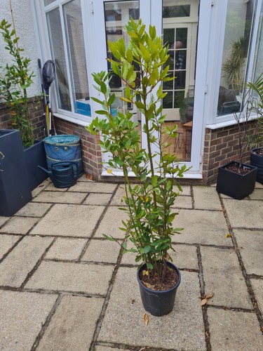 Bay tree laurus nobilis - bay,