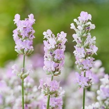 Lavender plug plants fragrant