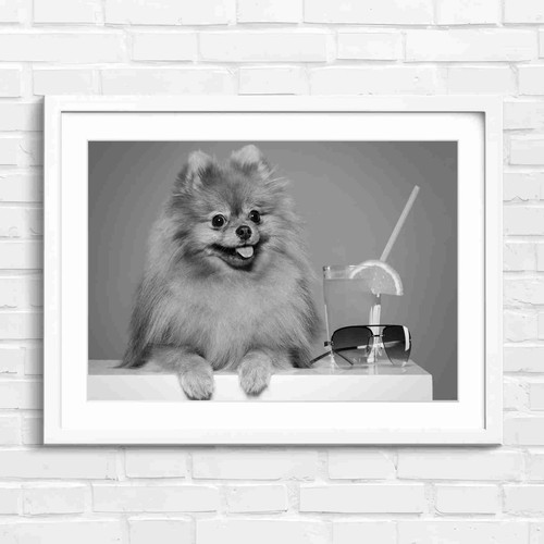 Cute fluffy brown - brown, pomeranian