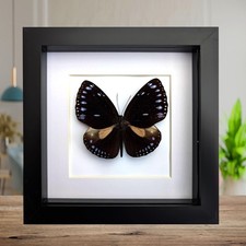 Framed Taxidermy Striped Blue