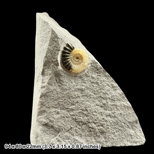 Promicroceras calcite ammonite - promicroceras,