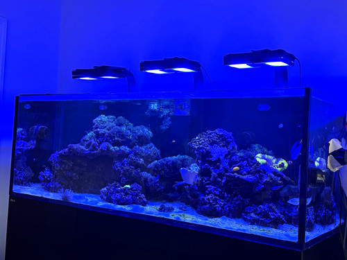 Red sea reefer - red, 750
