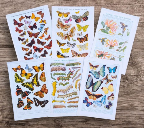 Set vintage moths - set,