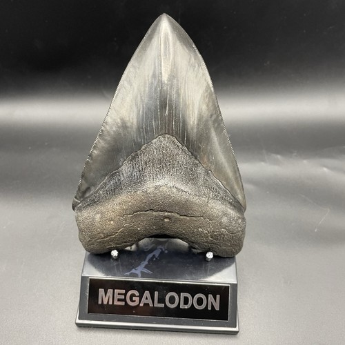 Collector quality megalodon - collector,
