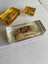 Seashells and crab specimen in