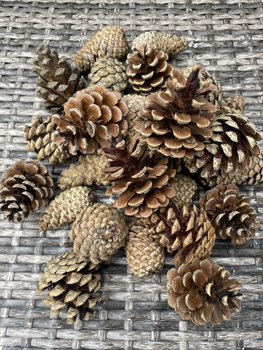Natural quality pine cones - ,