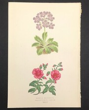 Rose Primrose and Sun Botanical woodblock  print by Wooster original 1872