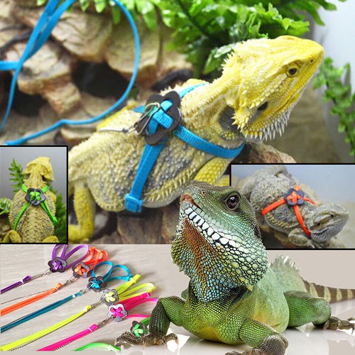 Adjustable small animal - small,