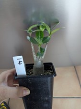 Adenium Arabicum/Desert