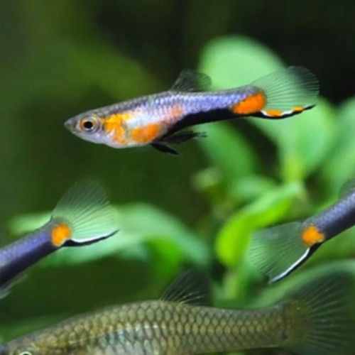 Pure poecilia wingei blue - wingei, "blue
