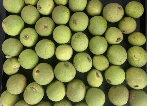 1kg black walnuts green - in,