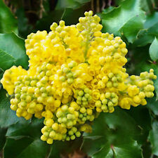 Mahonia aquifolium Oregon Grape | Evergreen Flowering Shrub | 20-30cm (incl Pot)