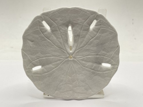 Florida keyhole sand dollar - florida,