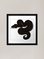 Ball royal python super - python,