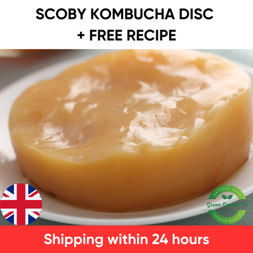 Fresh kombucha scoby home - -,