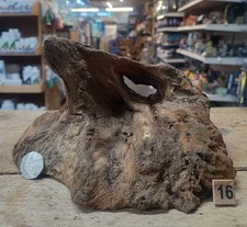 Derwen oak bogwood 49cm - derwen, 20-49cm