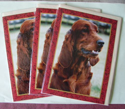 Red setter faithful - , friends