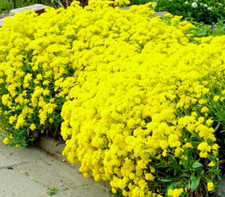 Alyssum saxatile compactum