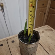 Medjool Date Palm Tree x2