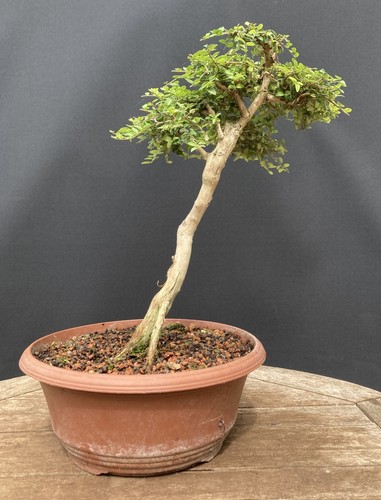 Lonicera nitida bonsai tree - lonicera, in