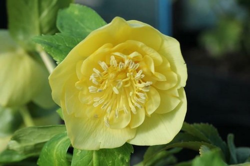 Helleborus hellebore - helleborus,