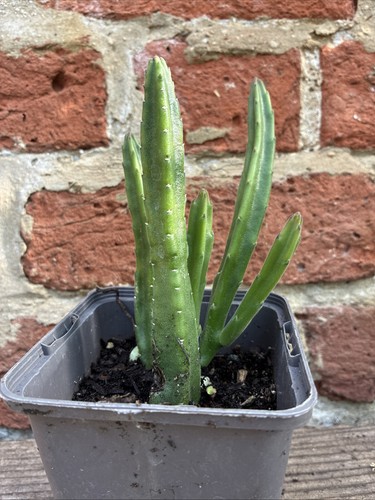 Stapelia leendertziae