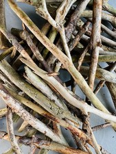 FOREST TREES TWIGS | Project Supplies | Decorative Branches | Terrarium Decorati