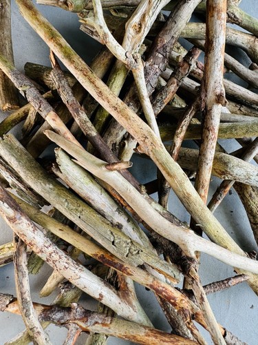 Forest trees twigs project - forest,