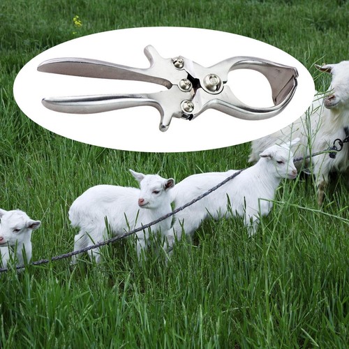 Castrating tail removal - castrating,