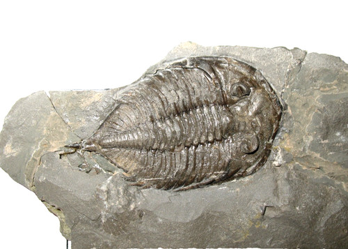 Silurian rochester shale - silurian,