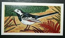 PIED WAGTAIL  Vintage Naive