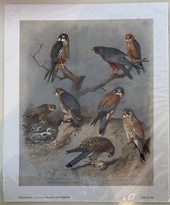 Antique Prints 1914 Signed by