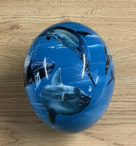 Ostrich egg ocean sunfish - ostrich,