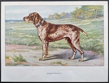 French pointer color