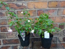 Fuchsia Hardy Semi-Trailing