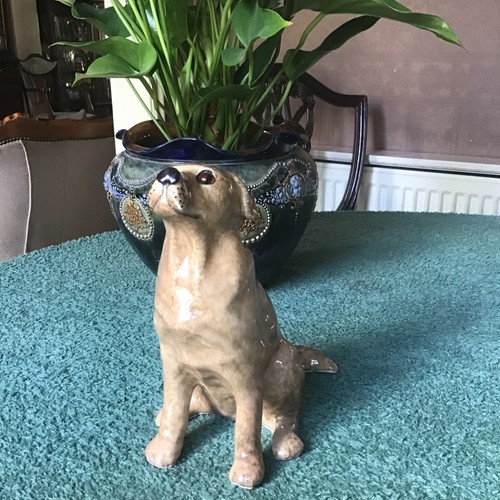 Winstanley labrador dog size - size, 3