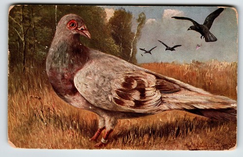 Red pied carrier pigeon - carrier,