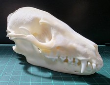 Real Tanuki / Racoon dog Skull