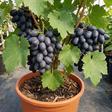 1 Grape Vitis Attiki Black