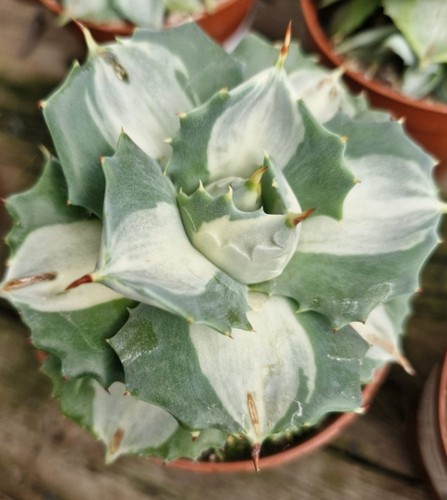 Agave potatorum ouhi raijin - potatorum, ouhi-raijin