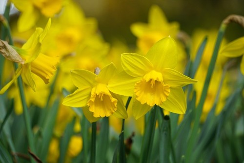 Narcissus mixed yellows - 'mixed, yellows'